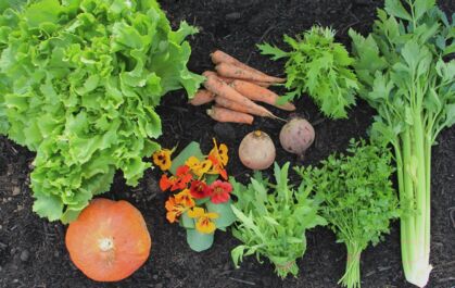 GemüeseKiste KW 36, frisch, lecker, natürlich gewachsen