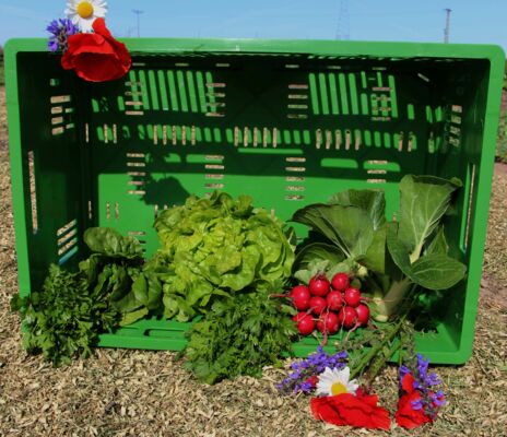 GemüseKiste KW 23 frisch, lecker, natürlich gewachsen